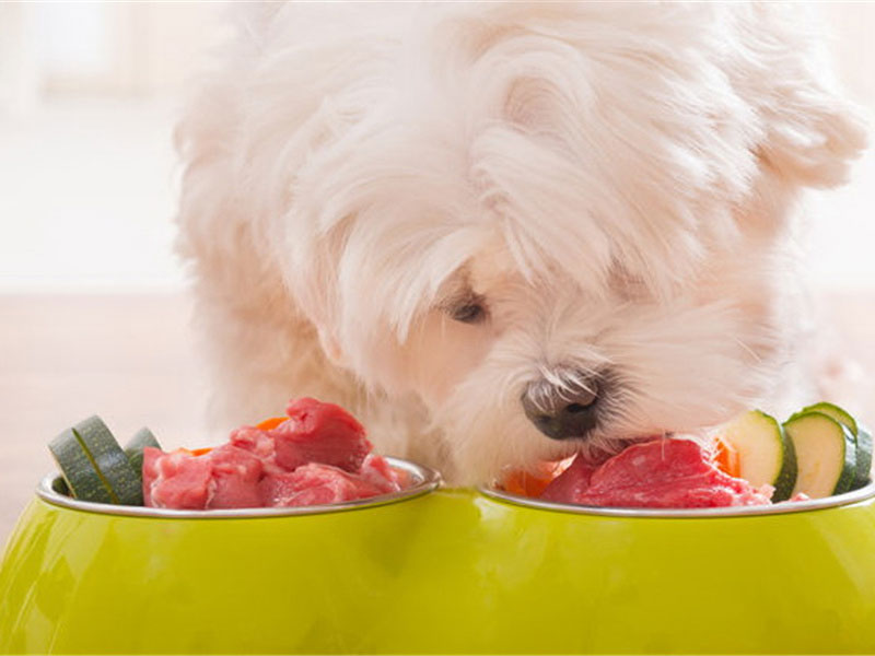 Dog Food Testing