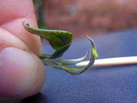 CTI established the first database of China OB tea origin