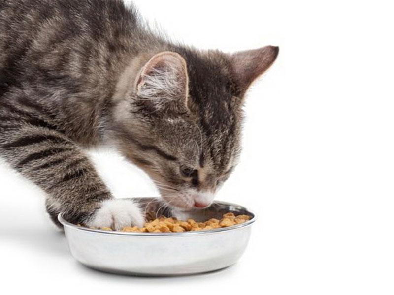 Cat Food Testing