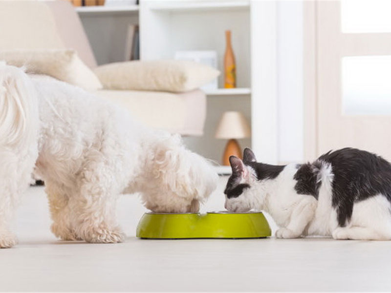 Testing of Nutrition Index of Freeze-Dried Pet Food