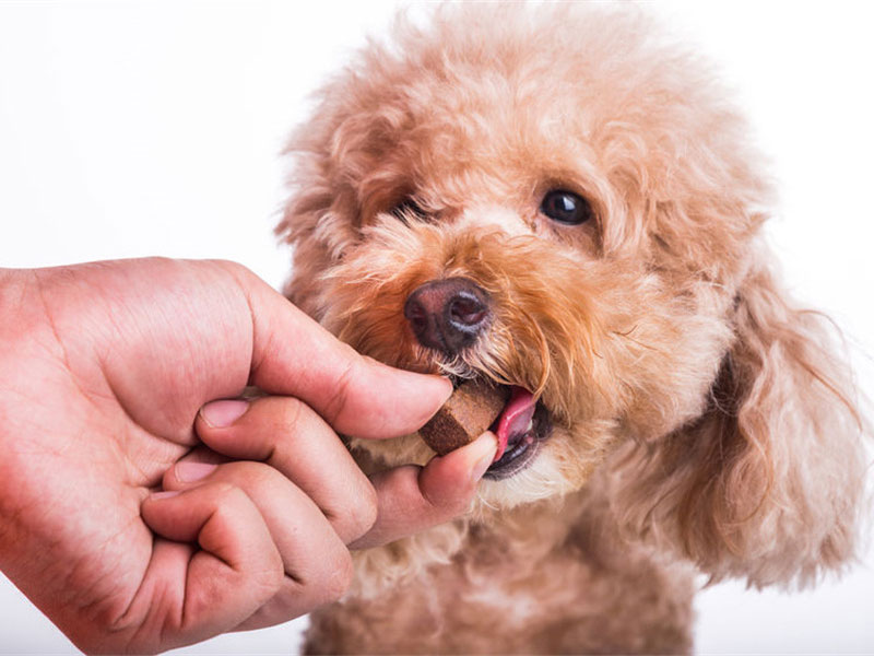 Pet Chewable Tablet Testing