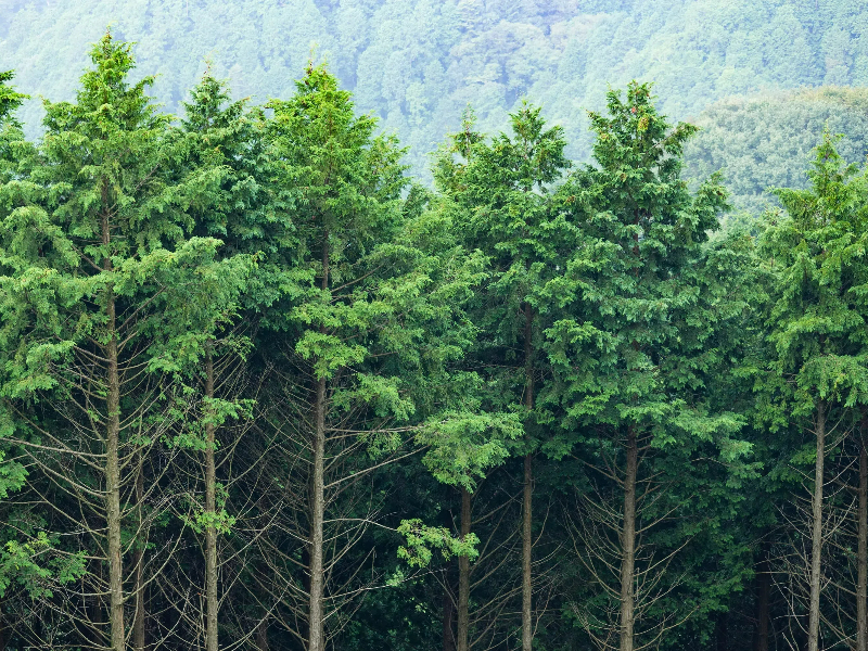Carbon Neutrality Solutions