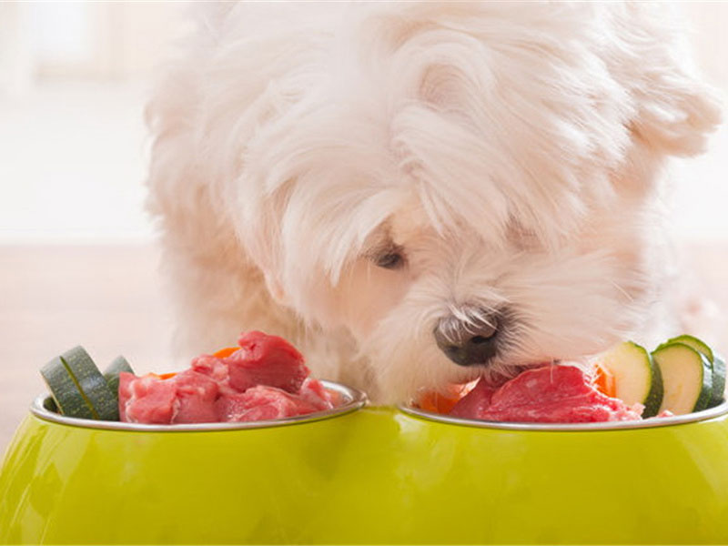 全价犬粮检测