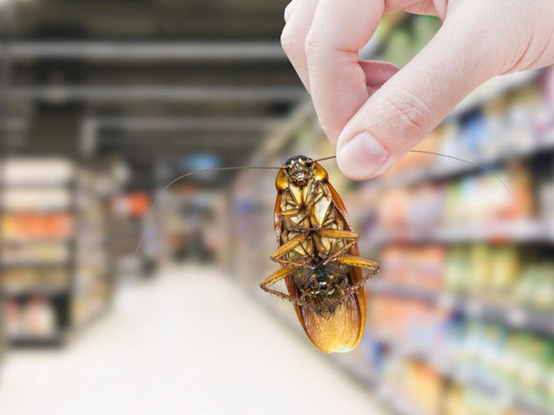 零售业有害生物防制