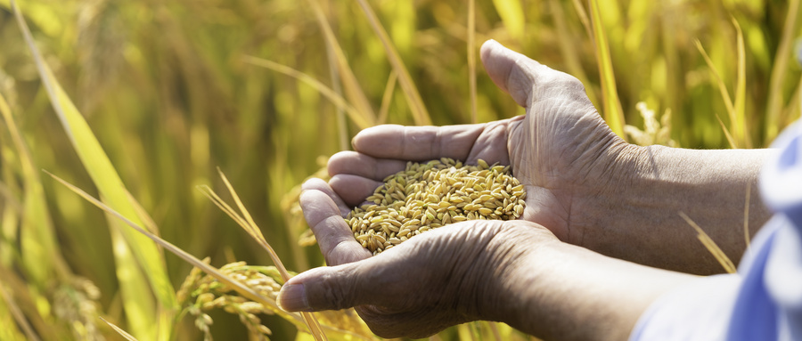 热点丨国家粮食和物资储备局标准质量管理办公室关于公布2021年粮食领域团体标准培优计划名单的通知