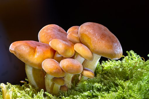 关于预防野生毒蘑菇中毒的风险提示