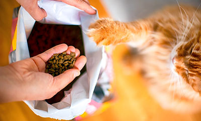 为什么你该关注猫粮中的“活性乳铁蛋白”？
