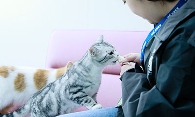 猫咪体验官上线！你的宠物产品，由喵星人“亲自打分”