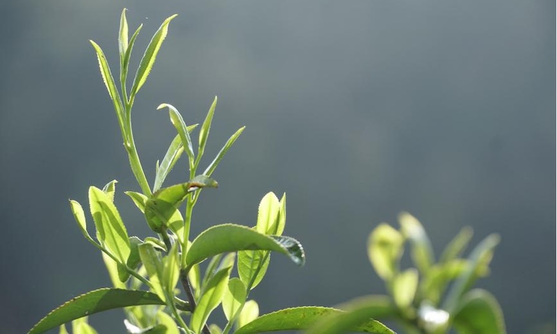 别让 “隐形风险” 毁了一杯好茶！专业检测为您的健康茶生活保驾护航