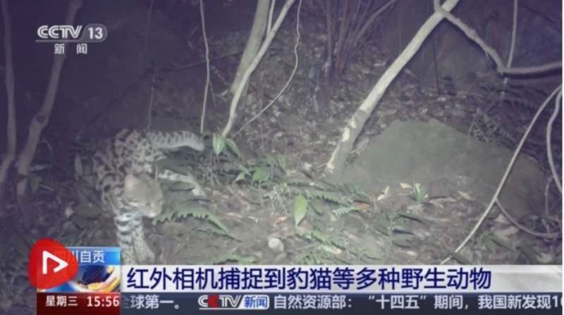 央视点赞自贡生态！CTI华测检测红外相机镜头下，豹猫等多种野生动物“亮相”